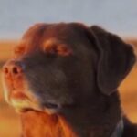 Foto de perfil de ΙΑΣΟΝΑΣ ΣΤΥΛΙΑΝΙΔΗΣ