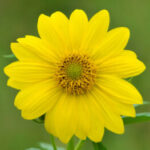 Zdjęcie profilowe MARIA-ELENI SARRI