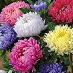 Foto de perfil de ΑΓΓΕΛΙΚΗ ΠΟΥΝΤΖΑ